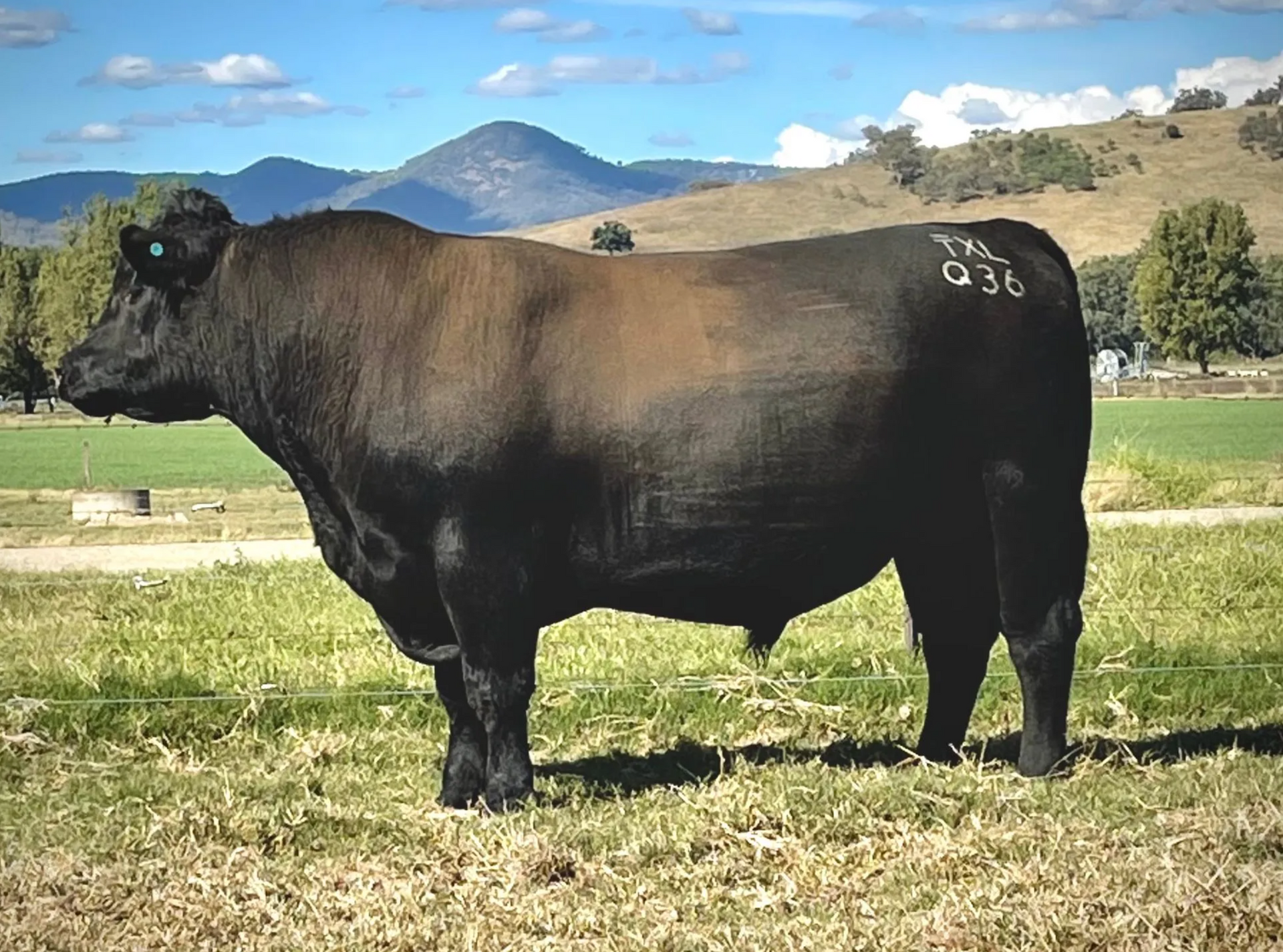 REFERENCE SIRES