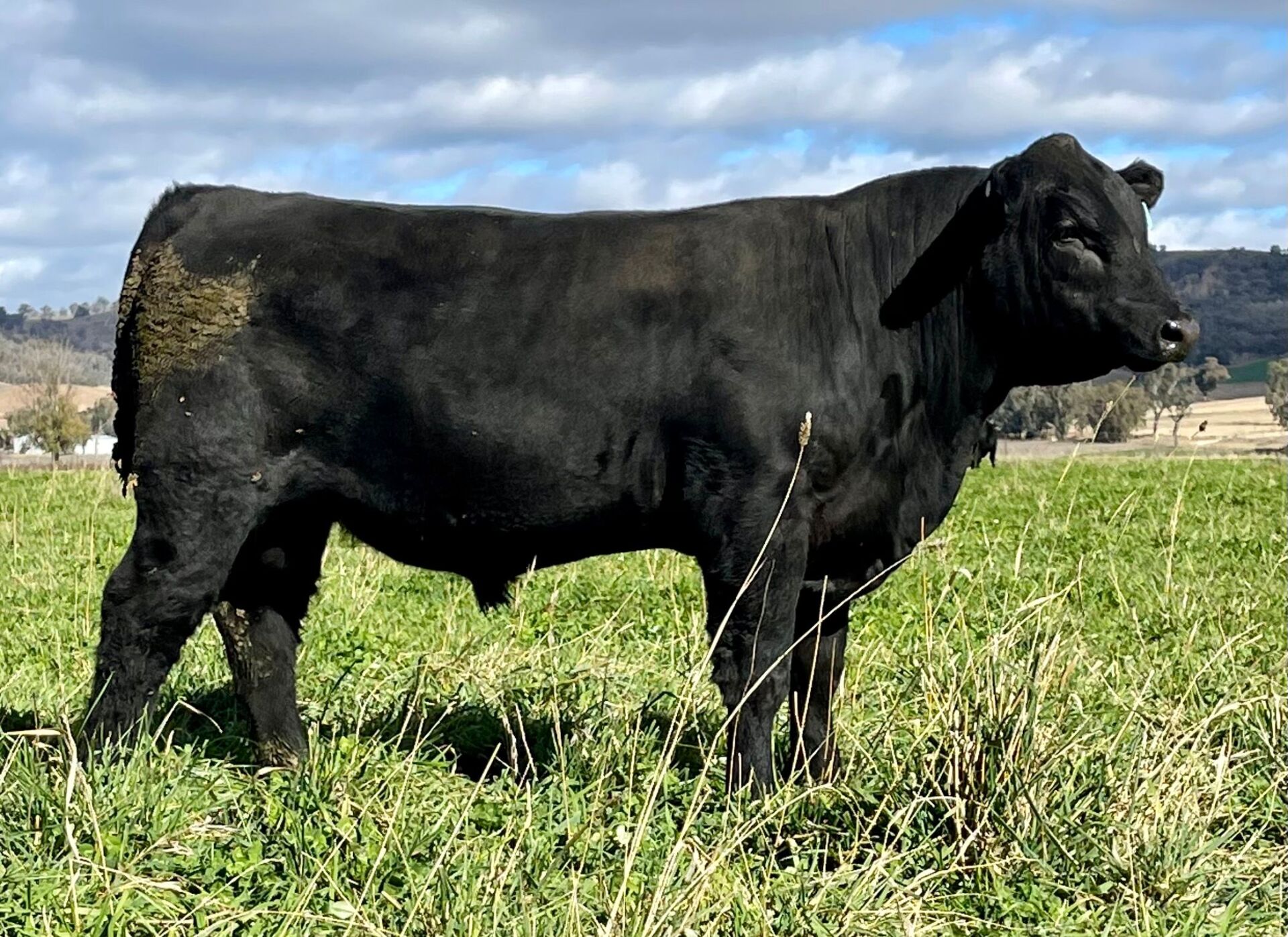 Balancer Cow Excel Genetics - Dungowan, NSW - Gelbvieh / Balancer