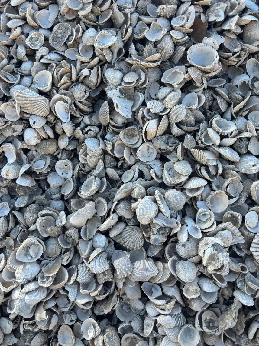 Close-up of a pile of small gray seashells with white edges