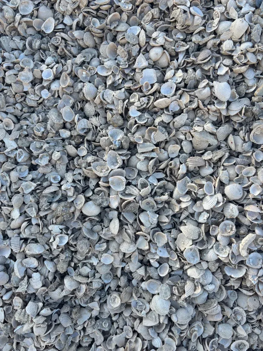 Close-up of a pile of small gray seashells and shell fragments