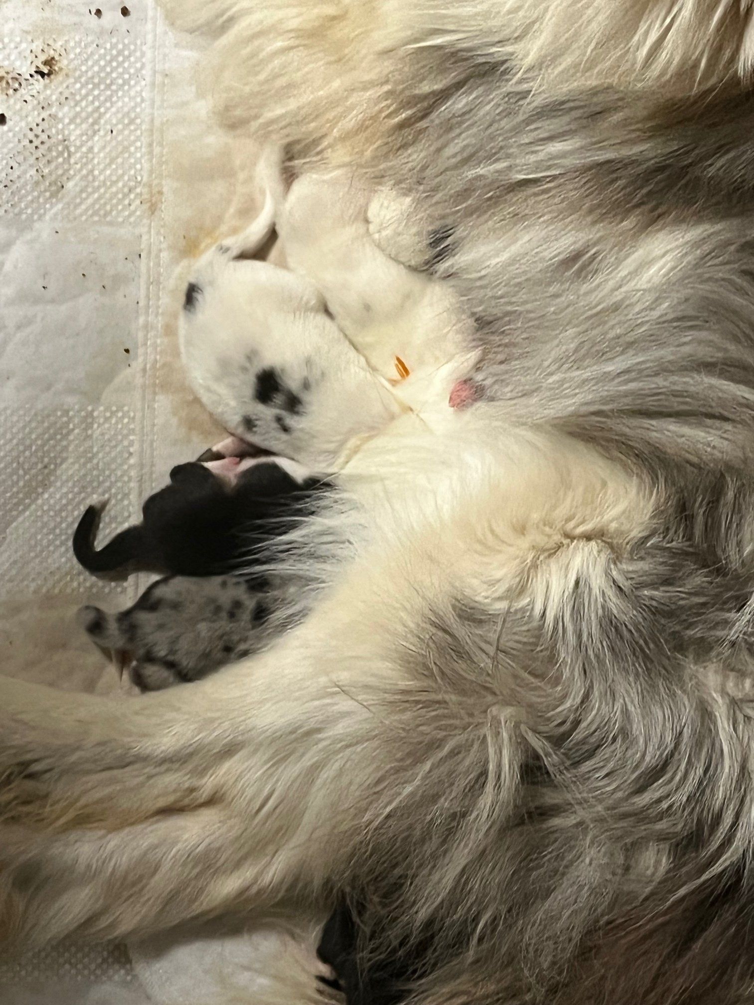 Mother dog with several newborn puppies, some spotted and white, nursing.