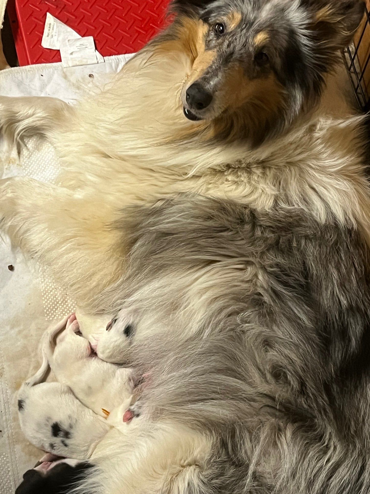 Collie dog with blue merle fur lying down, nursing several newborn puppies.