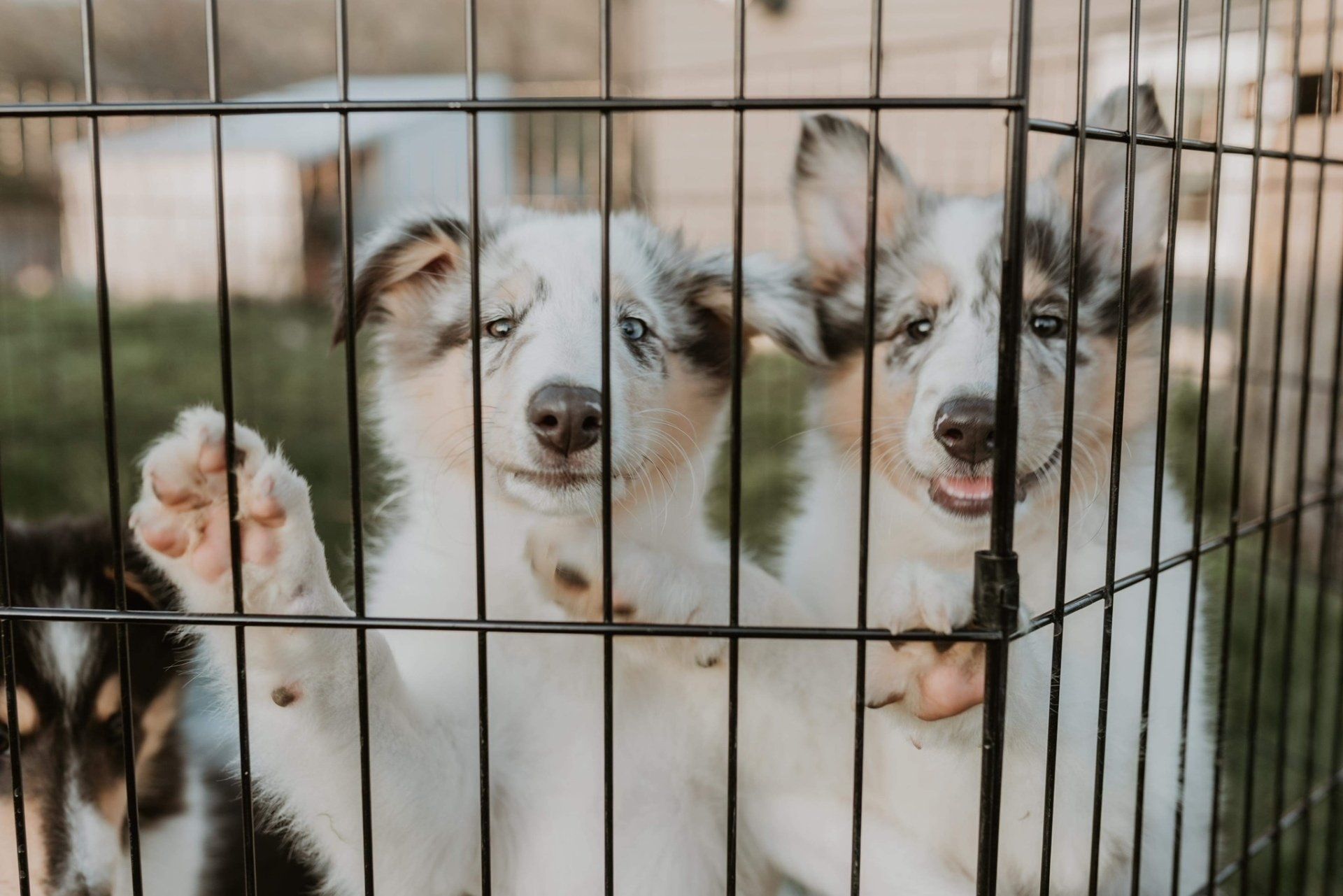Two blue merle puppies behind a black wire fence, one paw raised, looking at the camera.