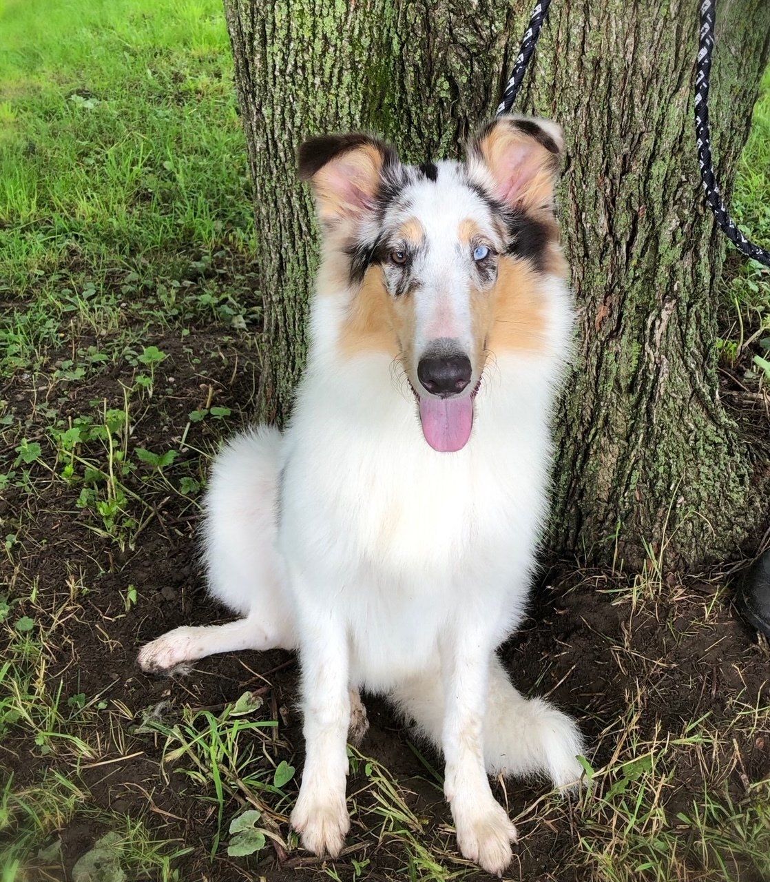 Collie dog, sitting beside a tree, white and blue merle coat, tongue out.