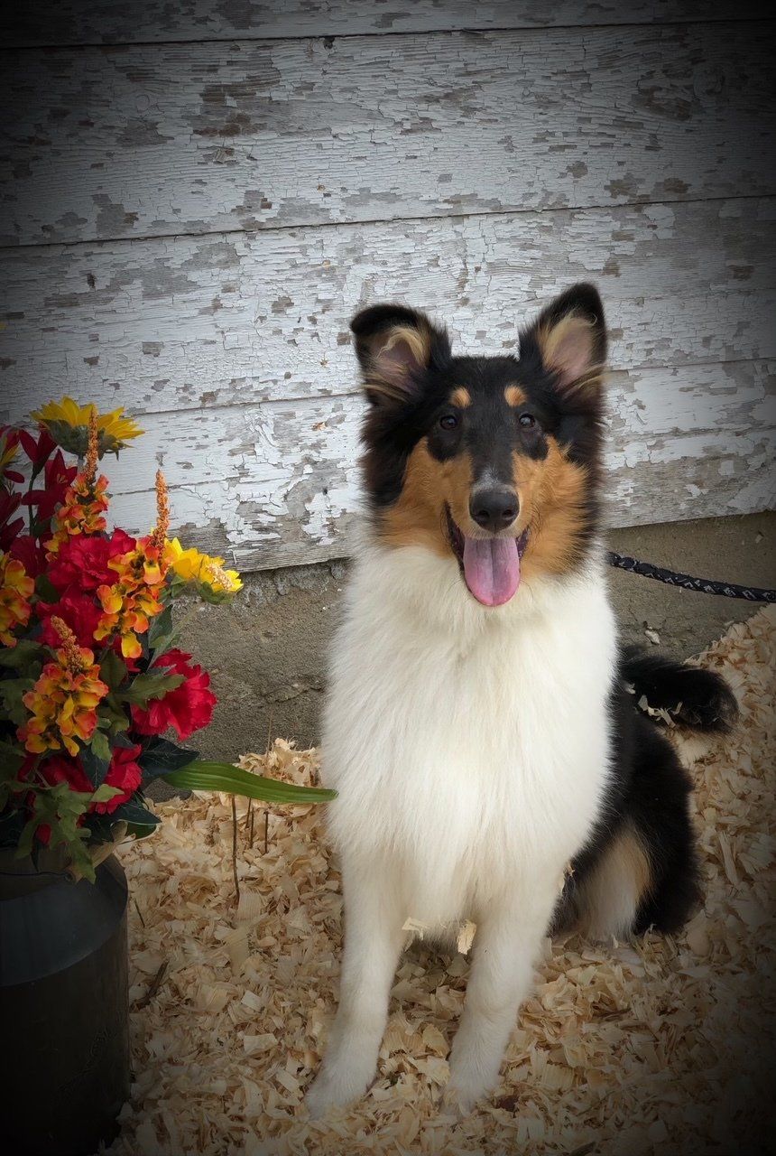 Tricolor Collie with tongue out, sitting in wood shavings next to flowers and weathered white wall.