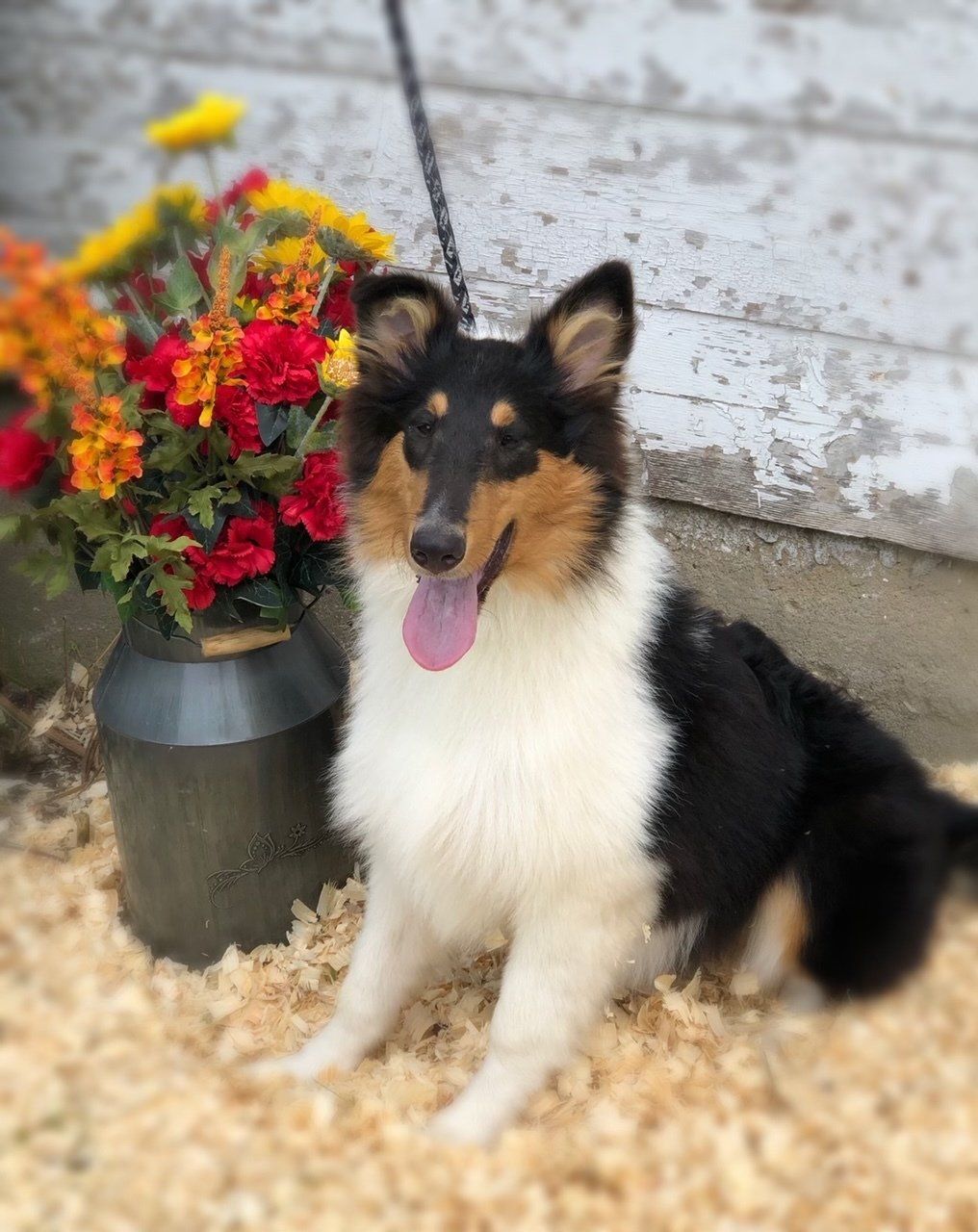 Collie dog with black, white, and tan fur sits near a metal container of colorful flowers.