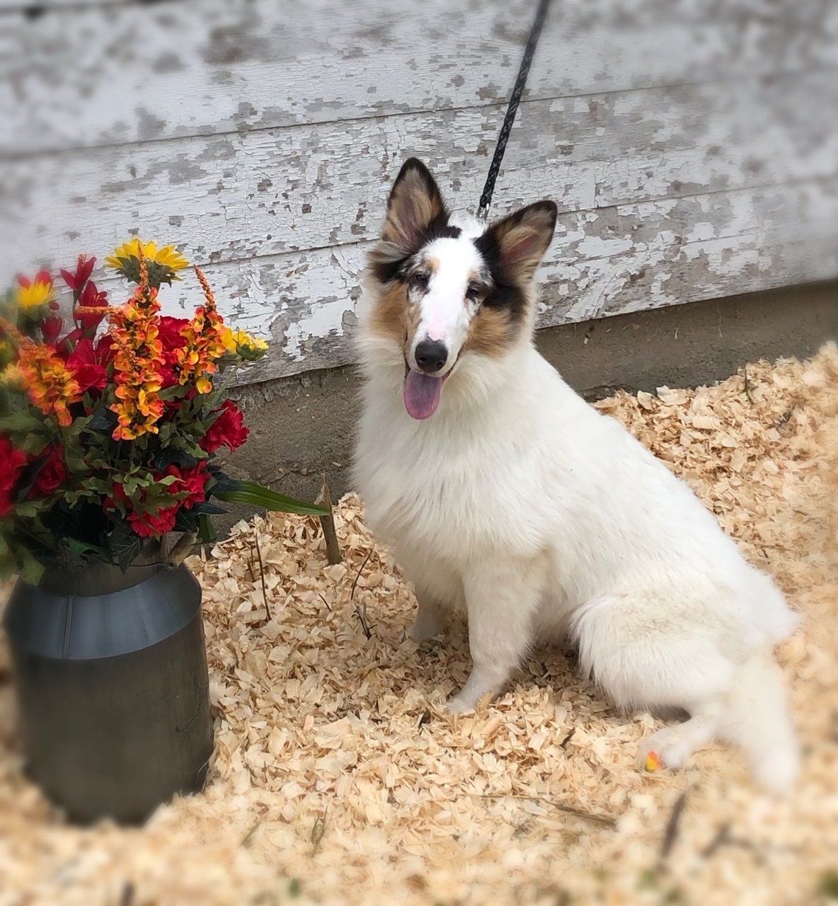White and tan dog with black markings sits near a vase of flowers, on wood shavings.