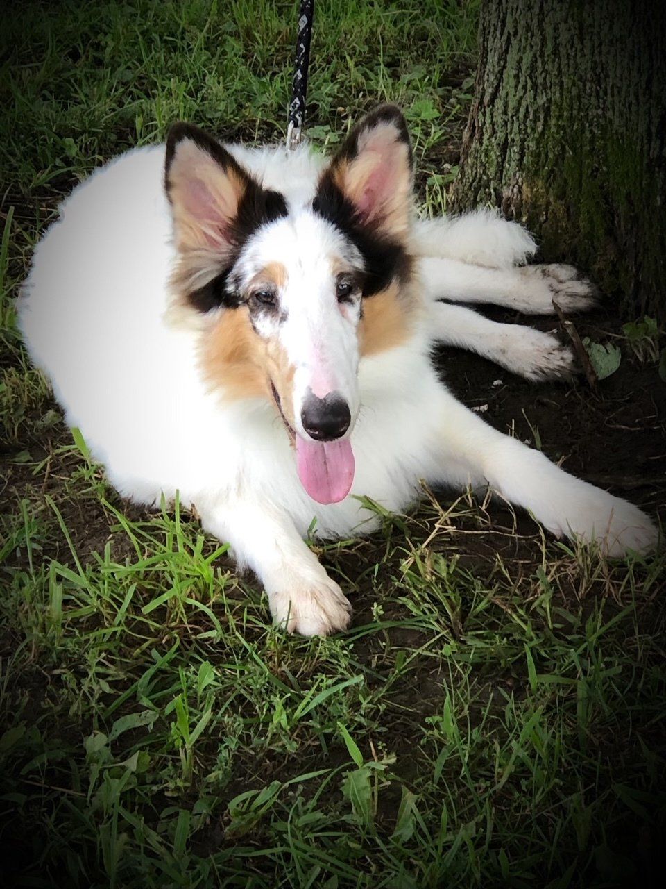 White and sable Collie dog, lying on grass with tongue out, near tree.