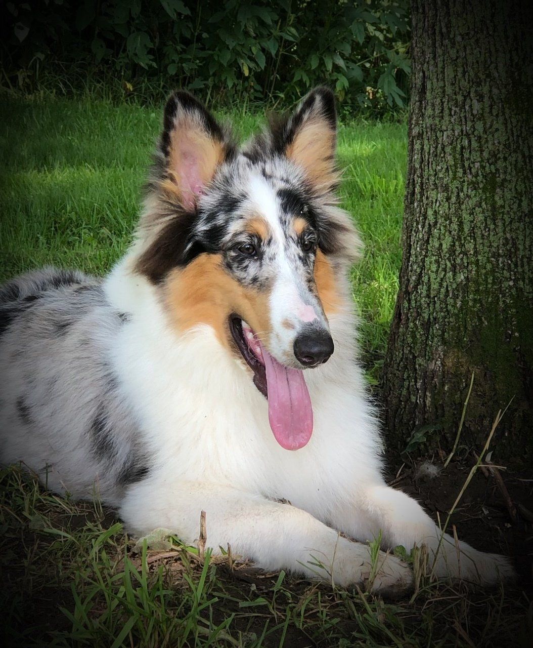 Collie dog with blue merle coat and tongue out, lying on grass near a tree.