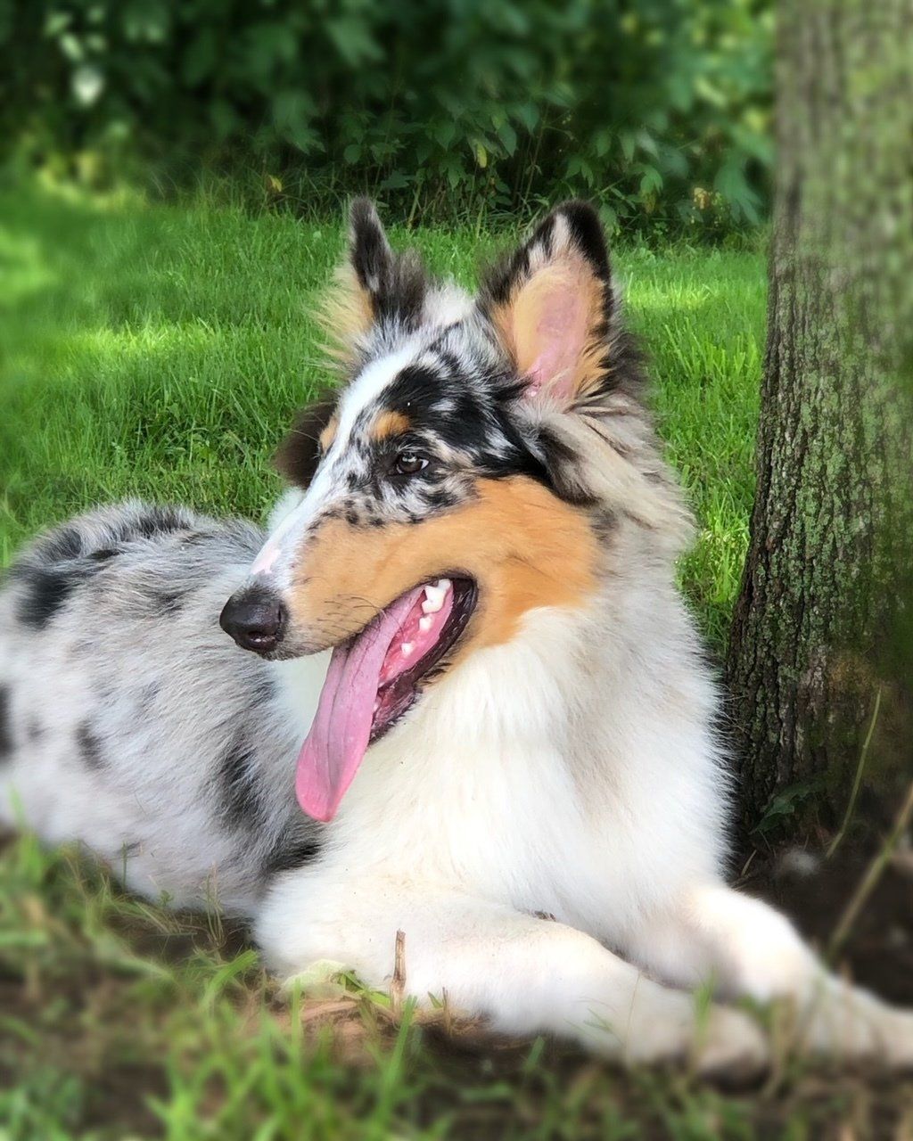 Blue merle Collie dog resting on grass near a tree, tongue lolling out.