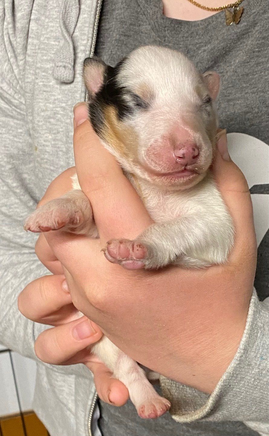 Newborn puppy in hands, mostly white fur with black and tan markings. Pink nose, closed eyes.