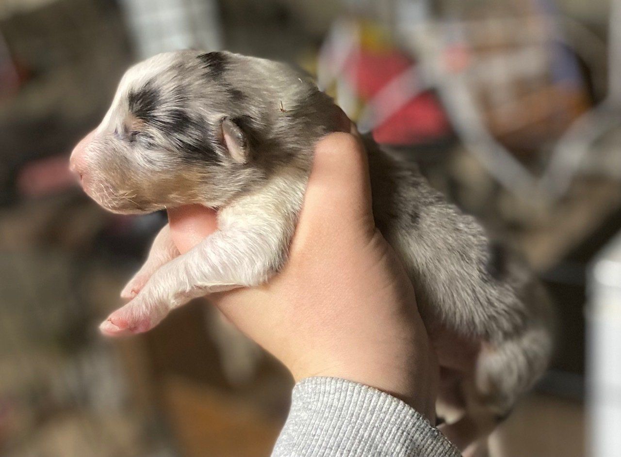 Newborn puppy, blue merle coat, held in a person's hand.