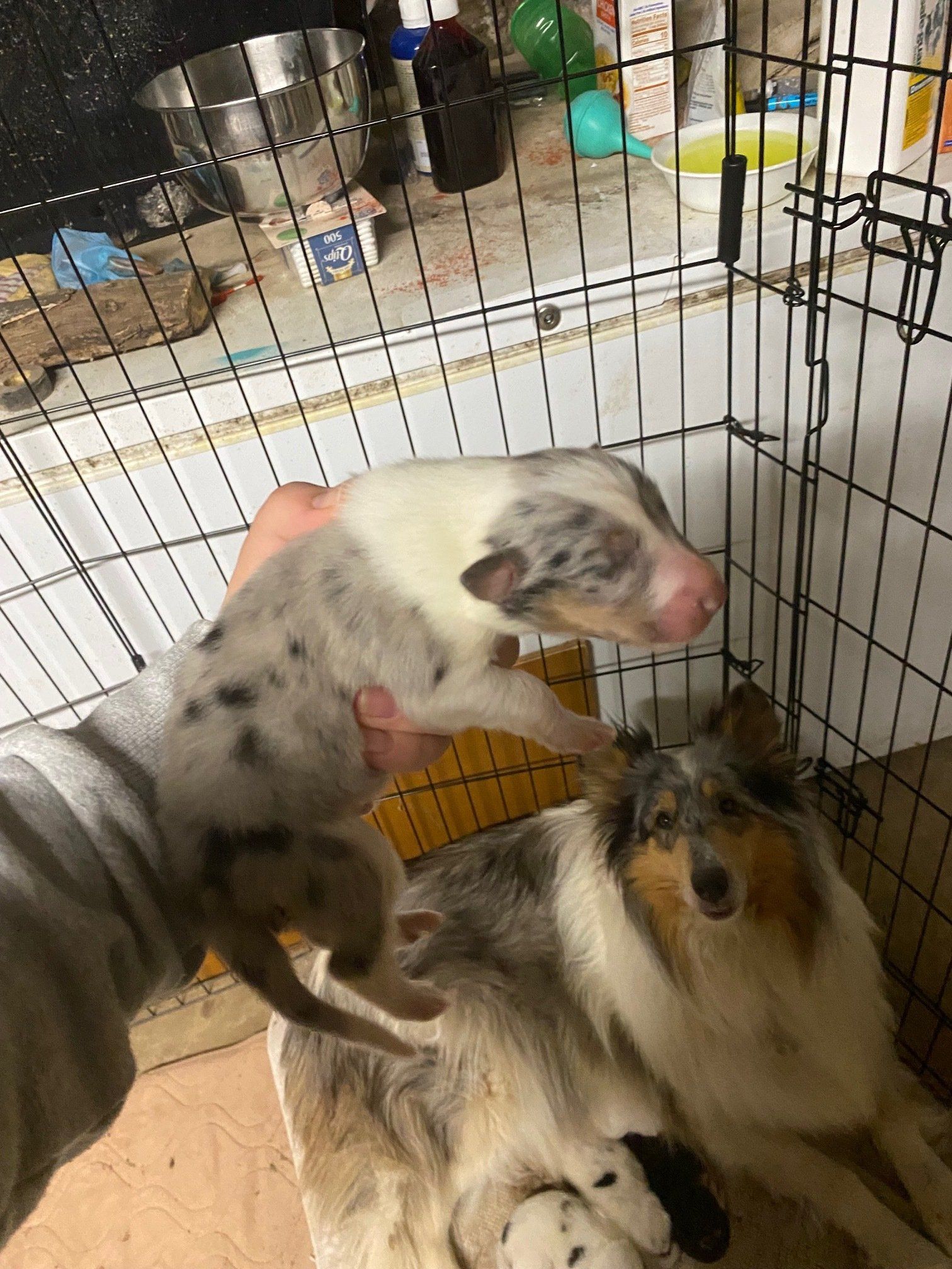 Person holding blue merle puppy, mother collie present with other pups in a pen.