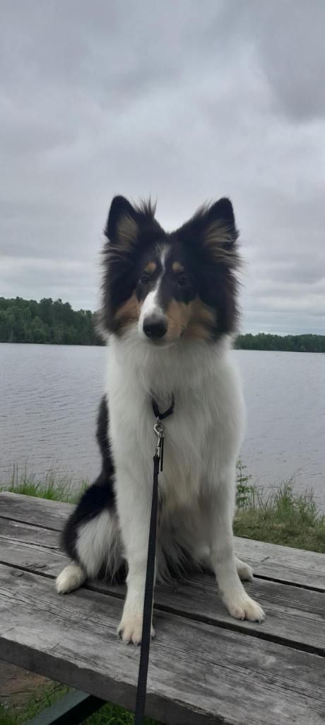 A Shetland sheepdog sits on a wooden bench by a lake. The dog has black, white, and tan fur. Overcast sky.