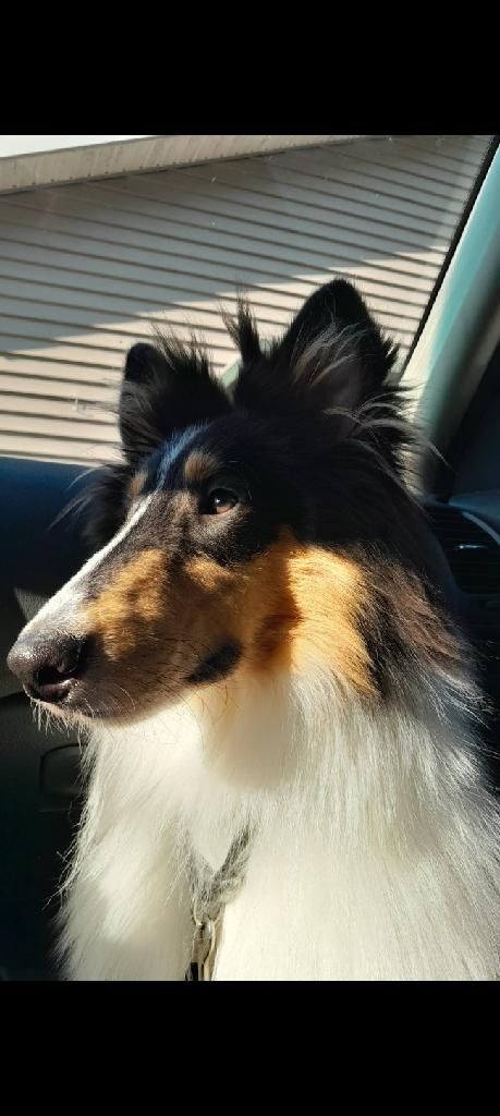 Tricolor collie dog in a car, looking to the left. Black, tan, and white fur, sunny day.