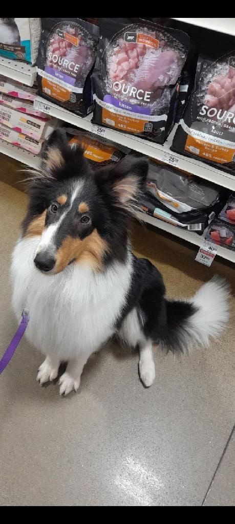 Tricolor Sheltie dog on a leash in a store, looking up at the camera. Bags of pet food on shelves in background.