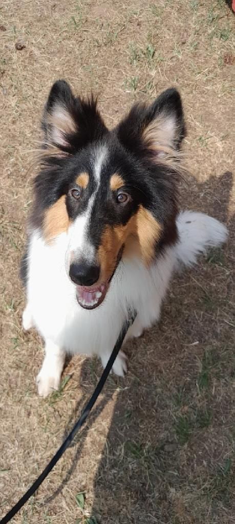 A tricolor Collie sits outside, looking up with mouth open. It is on a leash, in a grassy area.