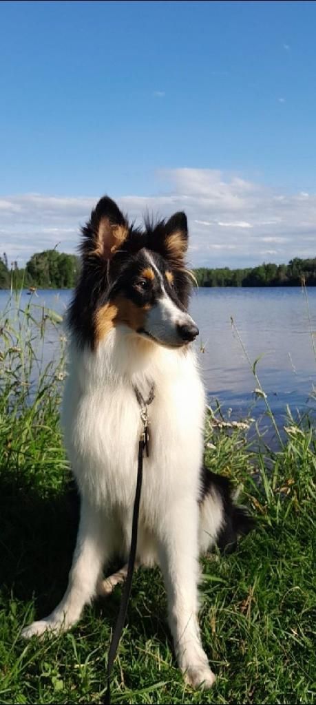 A tri-colored dog sits on a grassy bank, looking toward a lake under a blue sky.