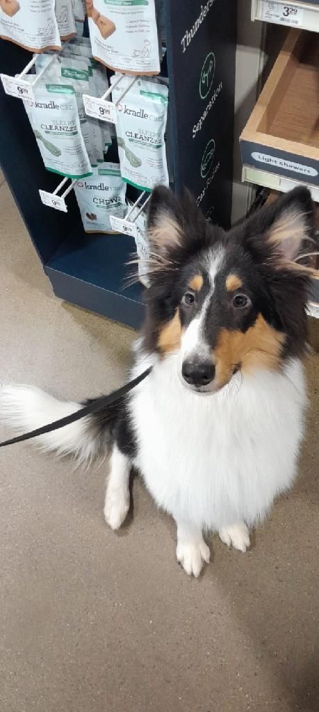 Tricolor Sheltie dog on a leash sits and looks at the camera in a pet store.