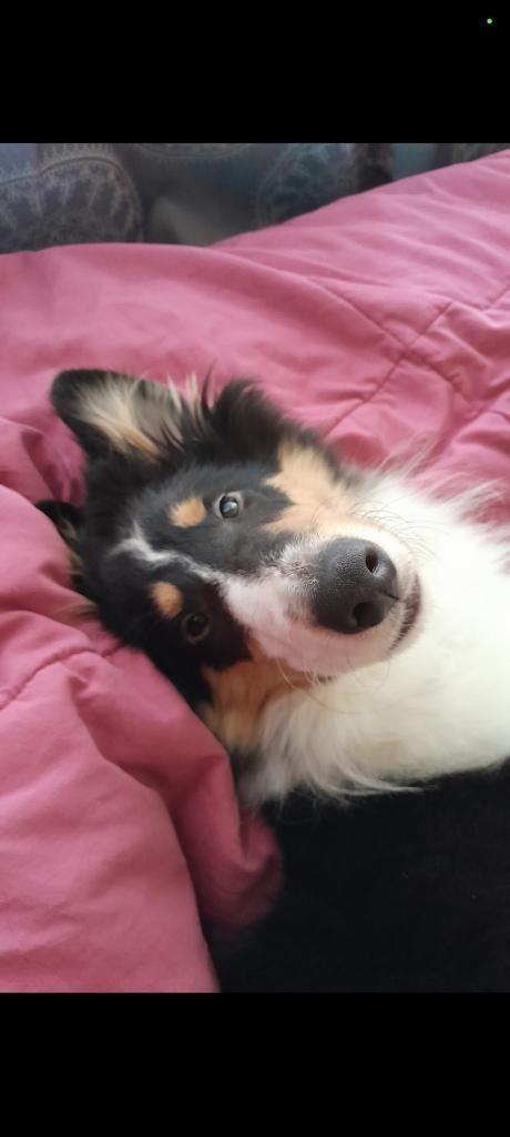 A dog with black, tan, and white fur lies on a pink blanket, looking at the viewer.