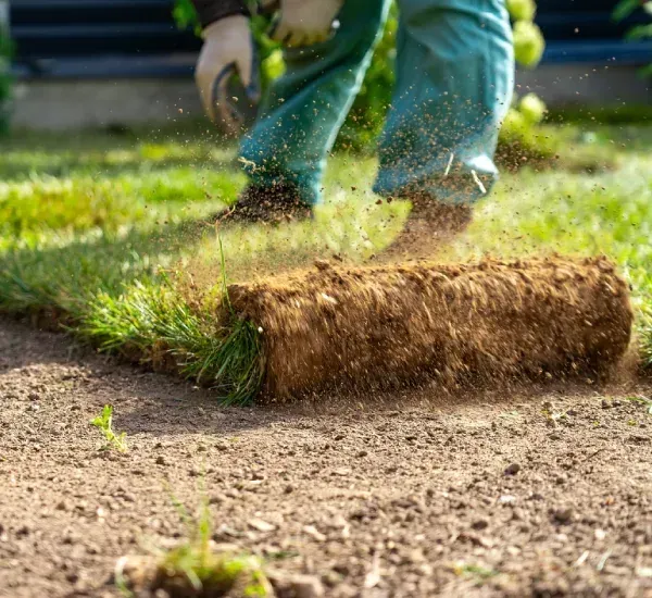 Sod installation services in Loretto MN creating instant green lawns with fresh healthy grass