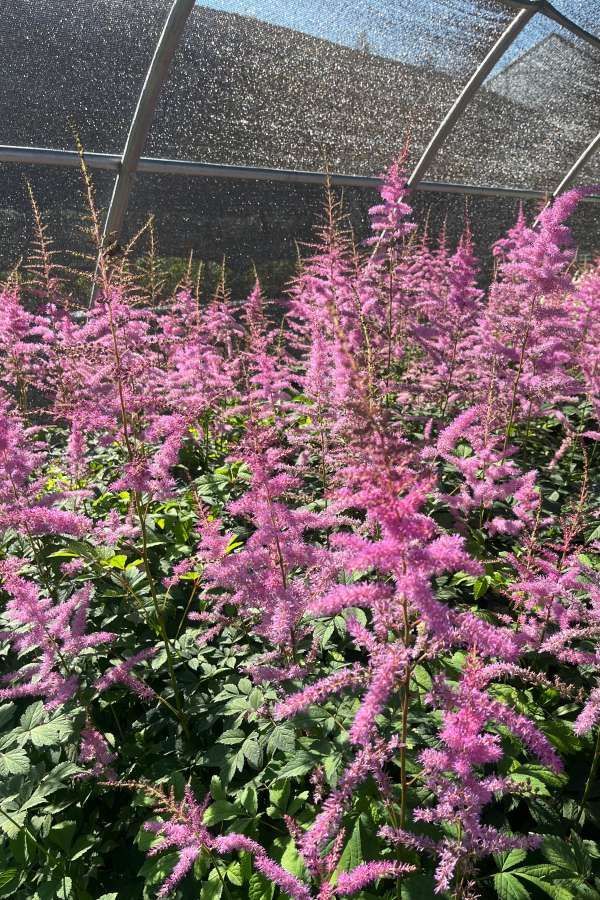 Pink flowering plants in a greenhouse, with dense blooms and filtered sunlight overhead