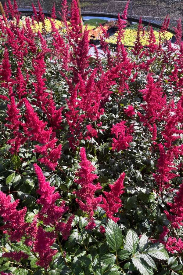 Vibrant pink flowers in a garden bed with green foliage and a blurred yellow-and-blue background