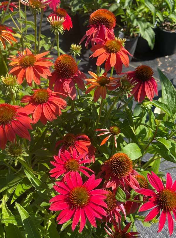 Bright pink and orange coneflowers blooming among green leaves in a garden nursery
