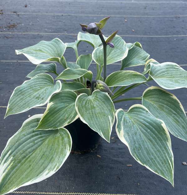 Potted hosta plant with green leaves edged in white on a dark surface