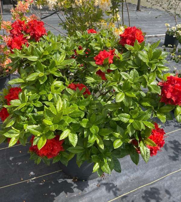 Potted azalea bush with bright red flowers and glossy green leaves on a nursery tarp