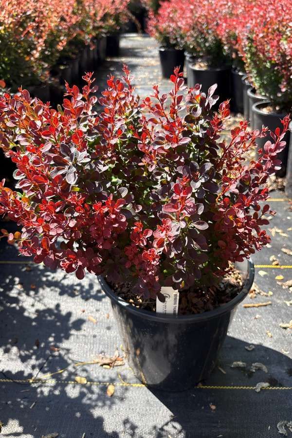 Potted red-leaf shrub in a nursery aisle, with rows of similar plants behind it