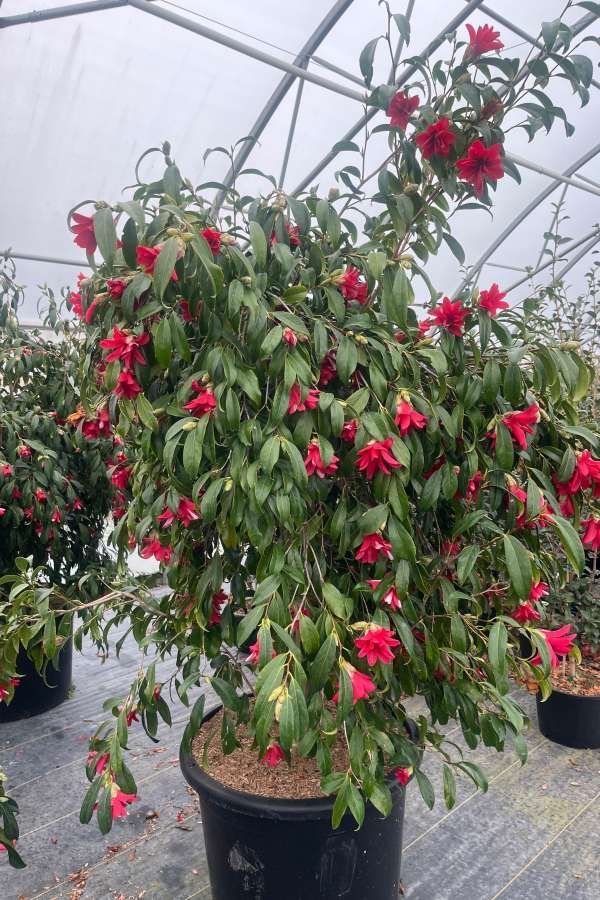 Potted flowering shrub with red blooms in a greenhouse