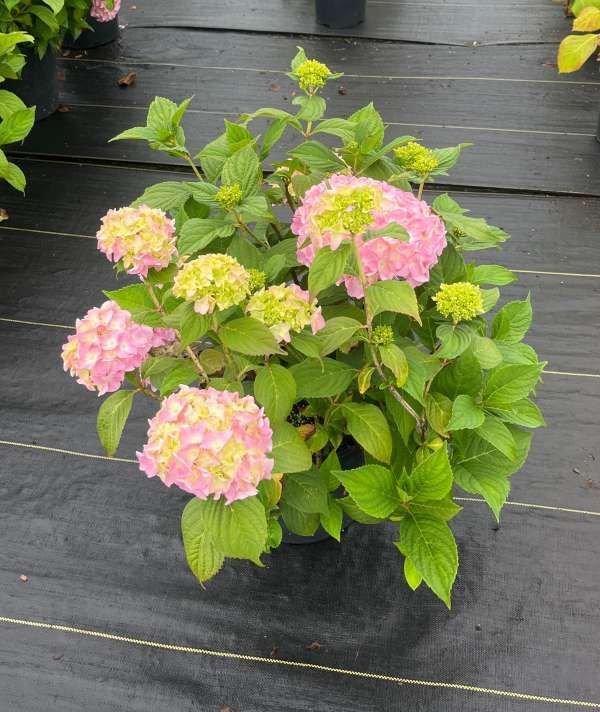 Pink and yellow hydrangea blooms with green leaves against a dark wooden fence