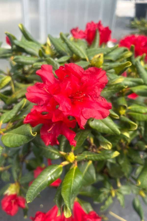 Close-up of bright red flowers blooming among glossy green leaves