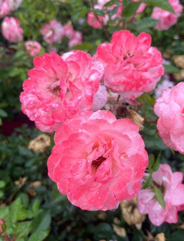 Pink roses in bloom with clustered petals in a garden
