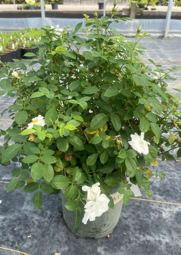 Potted white roses with green foliage on a patio or rooftop terrace