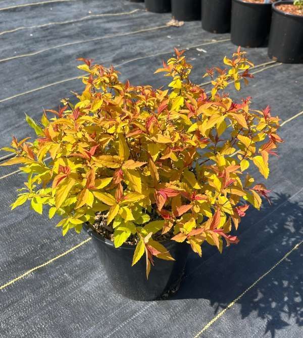 Potted shrub with yellow and orange leaves on black nursery ground cover