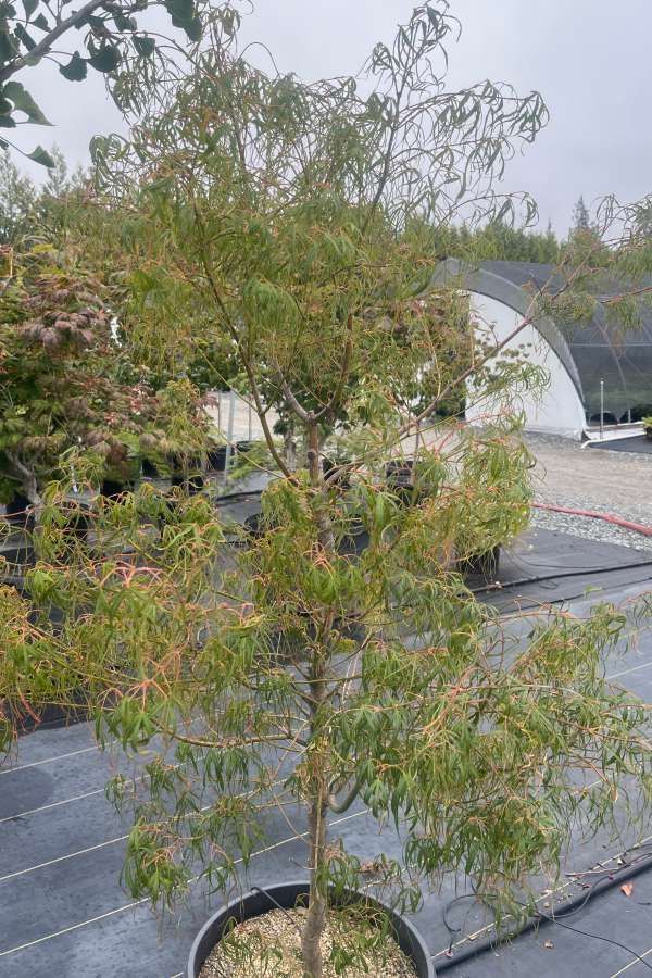 Potted young tree with thin branches on a rooftop, with greenhouse structures in the background
