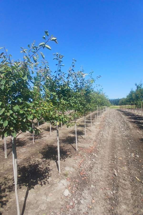 Rows of young trees along a dirt path under a clear blue sky in a rural orchard