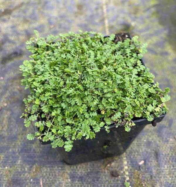 Small potted green moss with tiny leaves, viewed from above on a gray surface