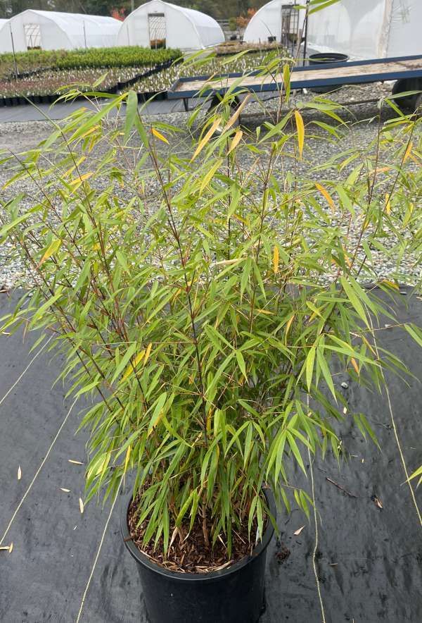 Potted bamboo plant with thin green leaves in a greenhouse nursery