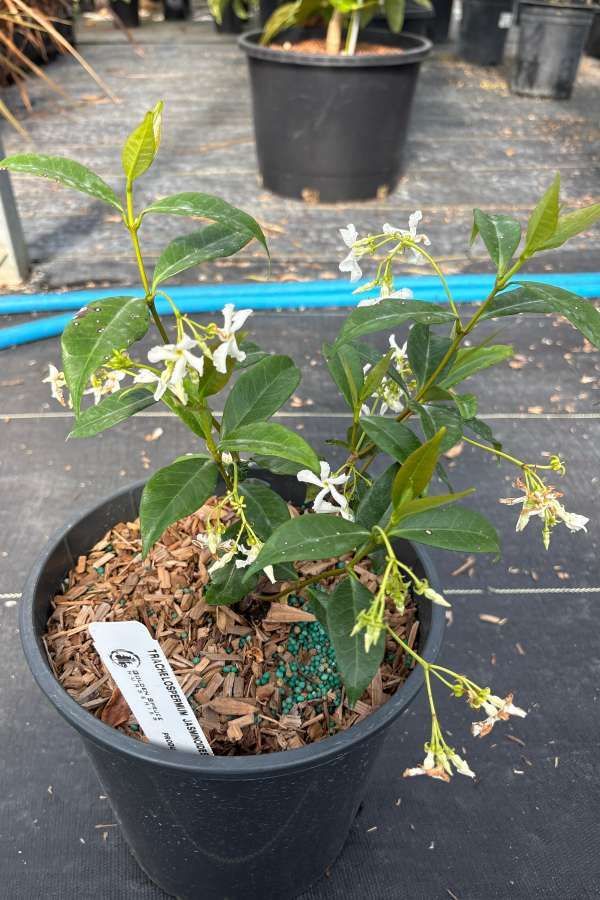 Potted flowering vine with white star-shaped blossoms in a nursery pot outdoors