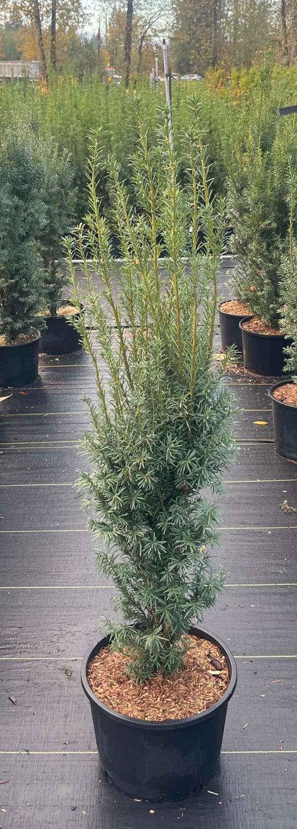 Potted evergreen shrub in a nursery, with rows of similar plants in the background.