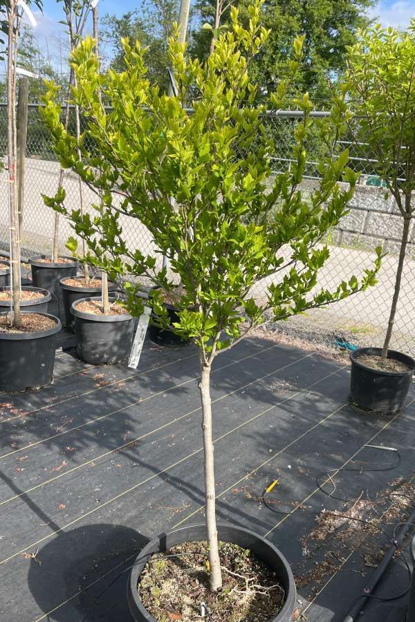 Potted young tree with bright green leaves in a nursery, standing on a black tarp in sunlight
