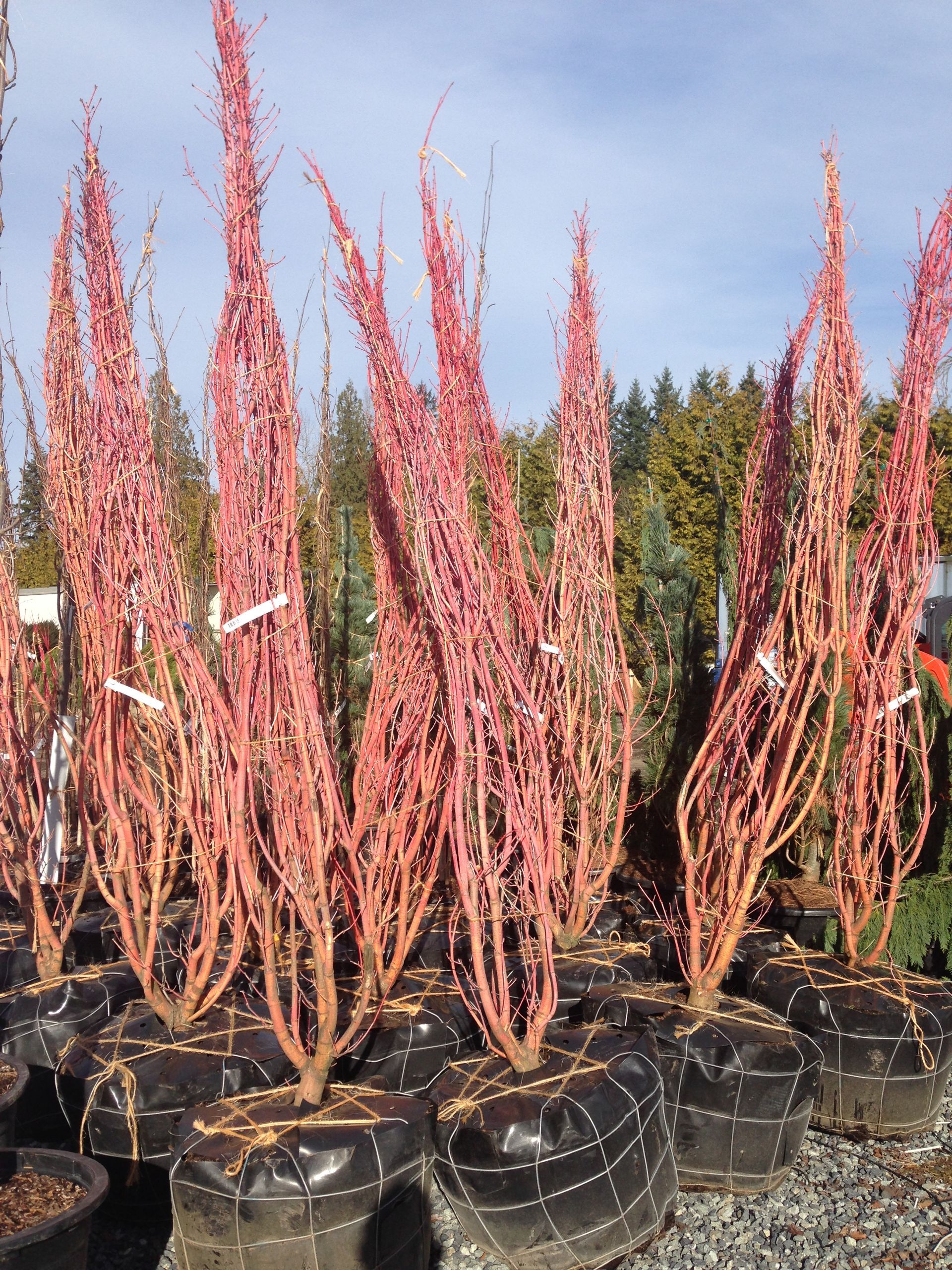 Potted red succulent plants in a nursery outdoors, with tall spiky leaves against a blue sky.