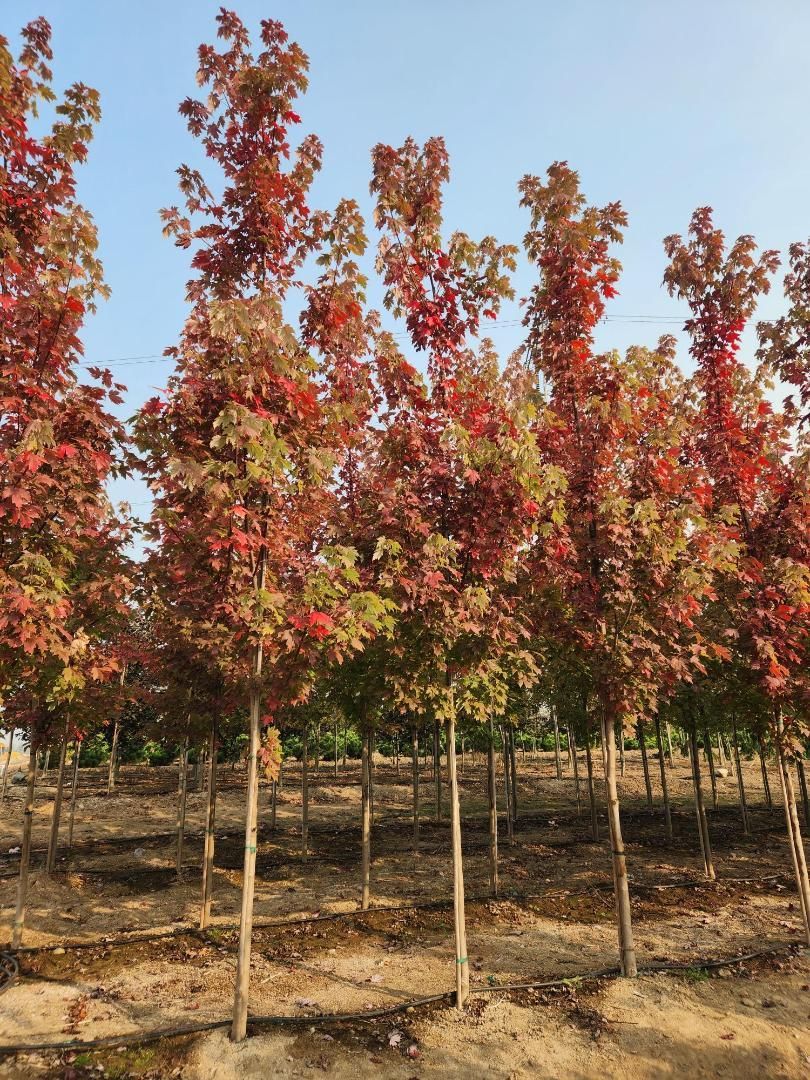 Rows of young trees with red autumn leaves in a field under a clear blue sky