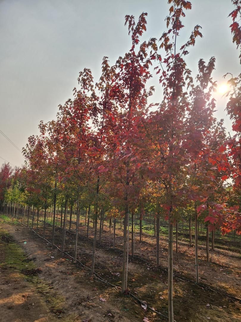 Rows of young red-leafed trees in a sunny orchard or nursery, with dirt paths between them.