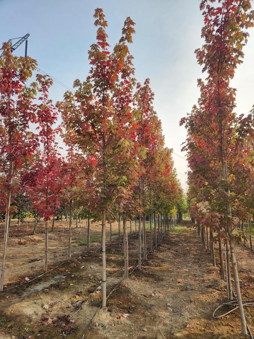 Rows of young trees with red autumn leaves in a dry orchard under a bright sky