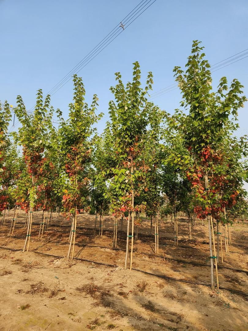 Rows of young fruit trees in a dry orchard under a clear blue sky