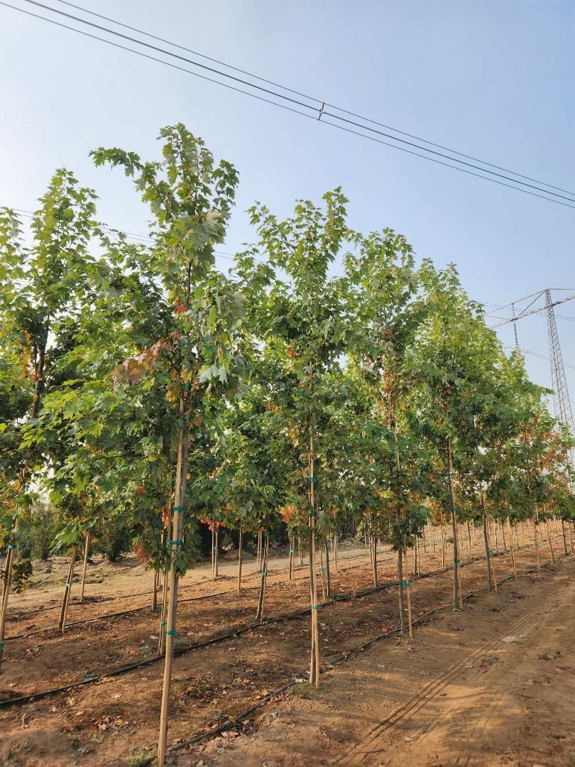 Young trees growing in rows along a dusty farm road under a clear blue sky